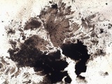 Verrucaria muralis image