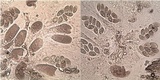 Verrucaria muralis image