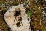 Arrhenia obscurata image