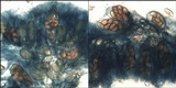 Verrucaria muralis image