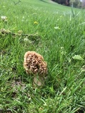 Morchella americana image