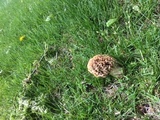Morchella americana image