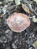 Gyroporus castaneus image