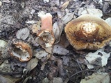 Gyroporus castaneus image