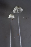 Mycena chloroxantha image