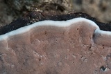 Gloeoporus dichrous image