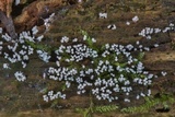 Arcyria cinerea image