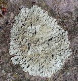 Flavoparmelia baltimorensis image