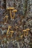 Callistosporium luteo-olivaceum image