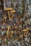 Callistosporium luteo-olivaceum image