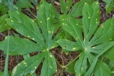 Allodus podophylli image
