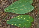 Allodus podophylli image