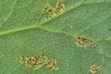 Allodus podophylli image