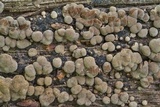 Xylobolus frustulatus image