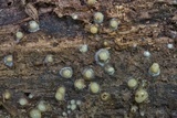 Helicogloea compressa image