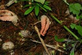 Pseudocolus fusiformis image
