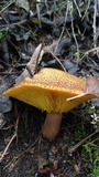 Tricholomopsis ornaticeps image