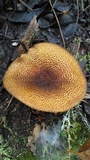 Tricholomopsis ornaticeps image