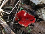 Sarcoscypha dudleyi image