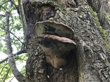 Fistulina hepatica image
