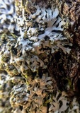 Phaeophyscia adiastola image