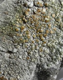 Lecanora rupicola var. rupicola image