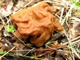 Gyromitra korfii image