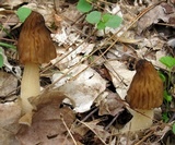 Morchella punctipes image