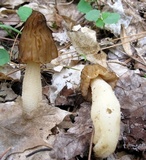 Morchella punctipes image