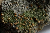 Lecanora rupicola var. rupicola image