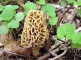 Morchella americana image