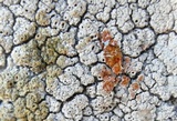 Diploschistes scruposus image