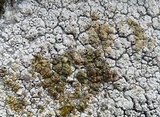 Diploschistes scruposus image