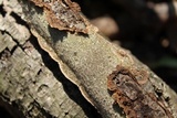 Fuscocerrena portoricensis image