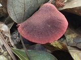 Cortinarius marylandensis image