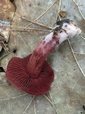 Cortinarius marylandensis image