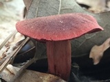 Cortinarius marylandensis image