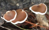 Schizophyllum amplum image