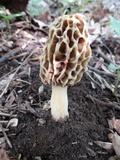 Morchella americana image