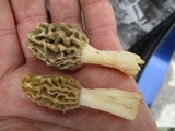 Morchella diminutiva image