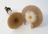 Clitocybe foveolata image