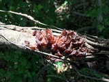 Exidia recisa image
