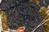Placynthiella icmalea image