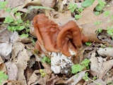 Gyromitra korfii image
