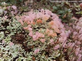 Phyllobaeis imbricata image