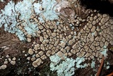 Xylobolus frustulatus image