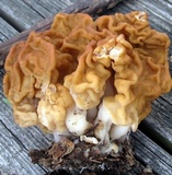 Gyromitra korfii image