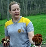 Gyromitra korfii image