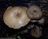 Lentinus swartzii image