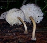 Lentinus swartzii image